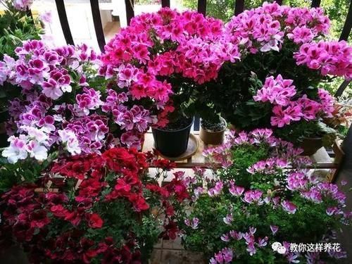 别养绿萝吊兰了,3种花剪根枝,插水里能活,开花一大片!