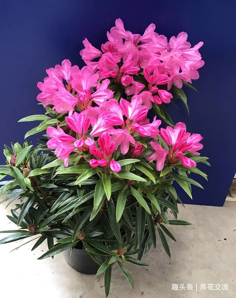 杜鹃花买回来掉花苞、掉叶子，很快变光杆，我总结几个养护的经验