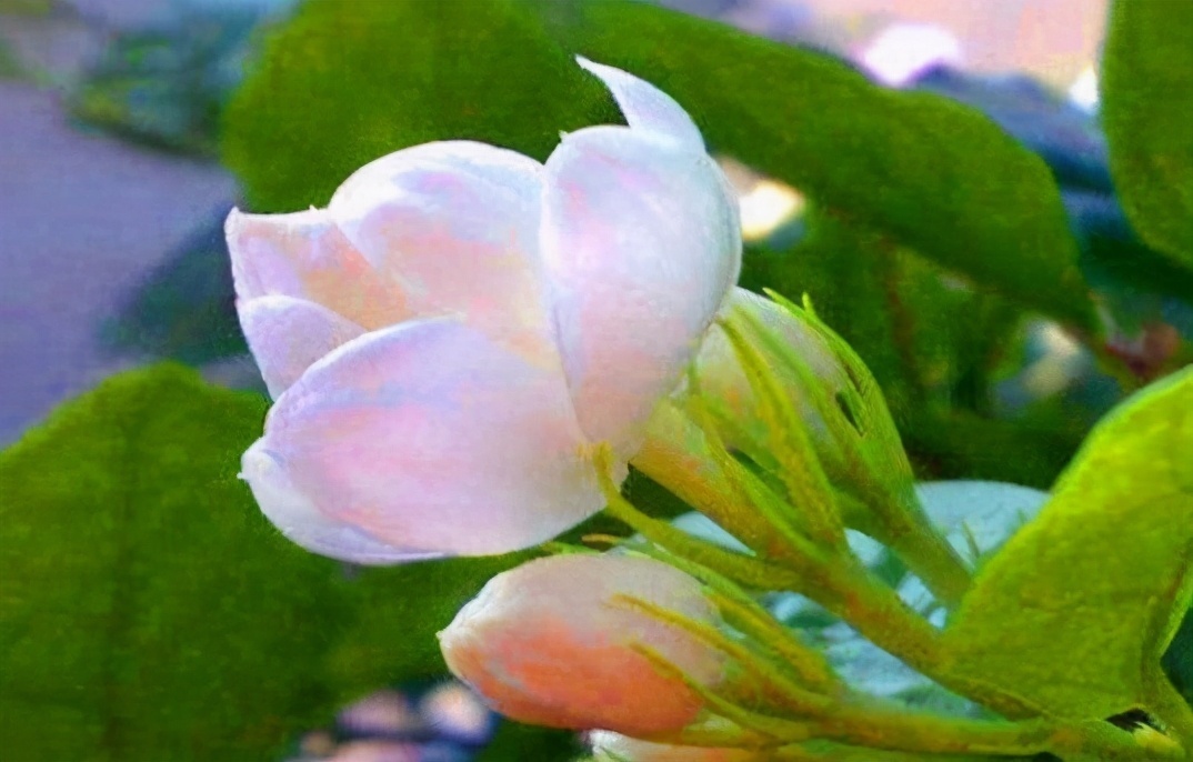 健康长寿|每天坚持吃3种食物,排毒养颜,滋润肌肤,好处多多!