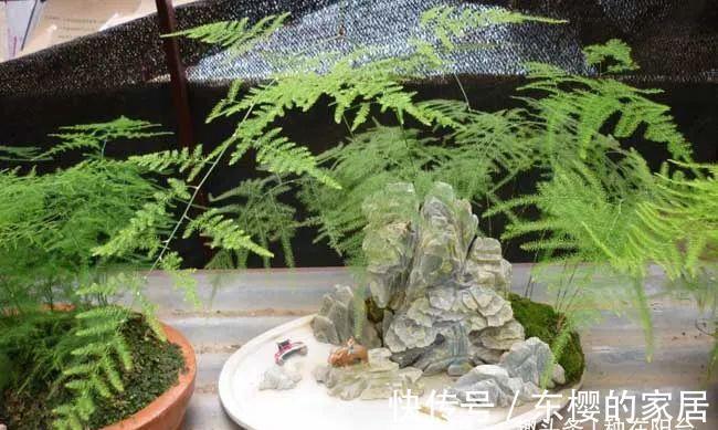 枝叶|勇闯“4关”,文竹盆栽显现盆景效果,新手也能闯到第3关哦!