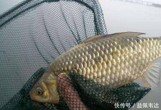 钓鱼|这种自制的鱼饵是专门用来钓大鲫鱼的,做起来容易