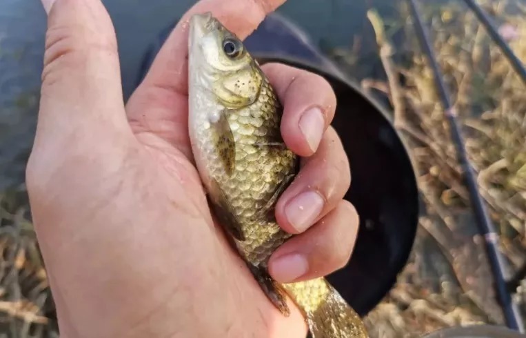 垂钓|冬天鲫鱼不好钓?教你个新办法,专攻冬天的鲫鱼