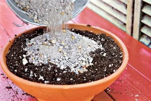 夏季来临前，多肉植物这5个养护技巧要注意多学习