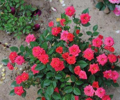 生根|此5种花,花期长又好养,扦插就生根,夏天也一个劲儿的开花