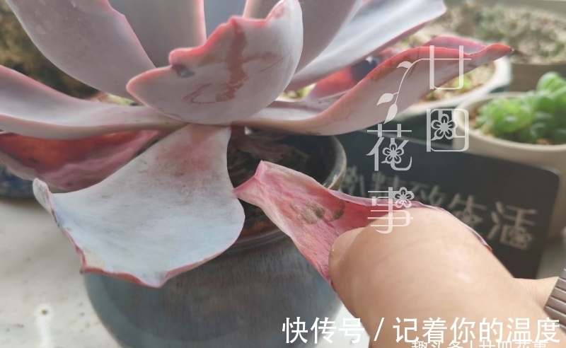 肉肉|多肉枯叶有4种原因,有的要及时摘,有的不能摘,有的要抢救