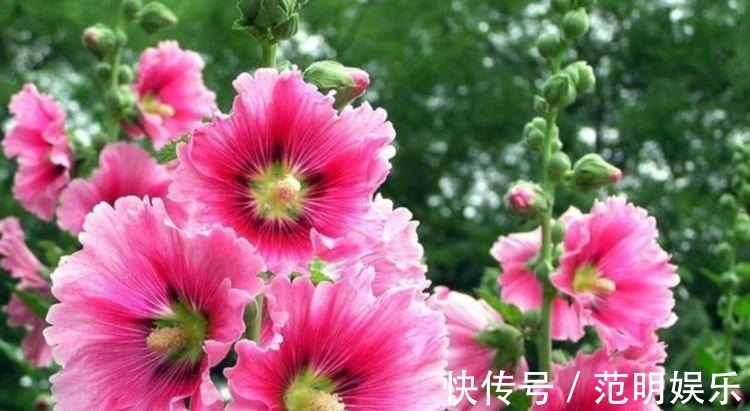 家养3种花,好打理,易爆盆,花开不断,还能旺财