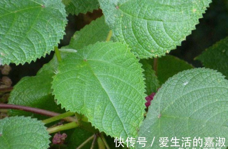 金皮树|认识植物界的“六大毒树”，看到“绕道走”，涨知识不吃亏