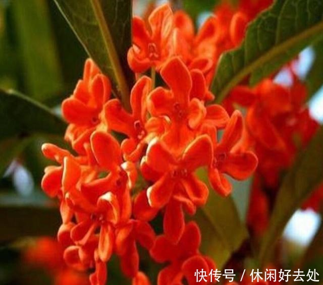 有钱人不养花,只养这“3种”树,难怪越来越“富”,身体还健康!