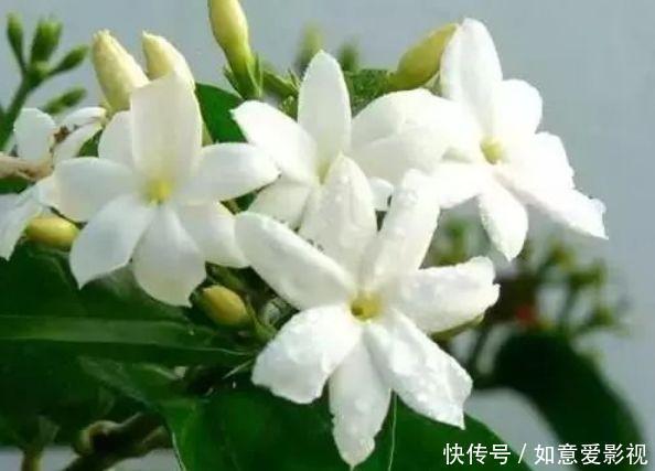 沙漠玫瑰花|清明前后，不能错过的4种招财花，不用管理也能长得旺，开花不断