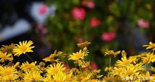 水调歌头|水调歌头华夏缅雄才