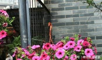 毒性|这“4种”花再便宜也别养,个个是“毒花”,看完赶紧搬走