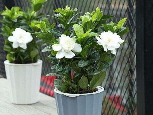 异味|夏天家里养这几种花,散发出的香味清新自然,能够去除家中异味