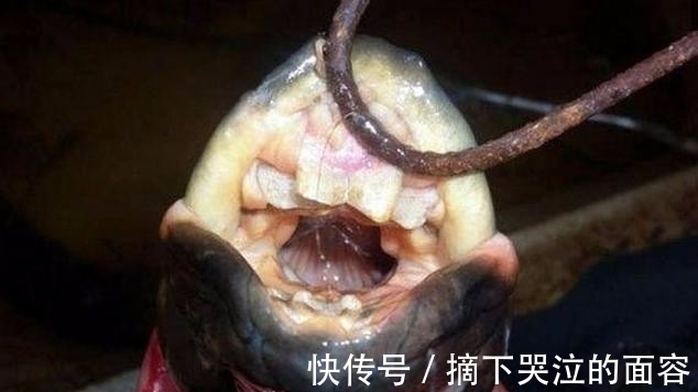 这东西|男子以为自己钓得鳗鱼，抓上岸一看却两眼发直，它竟长了这东西！