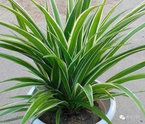 冬天室内太干燥,养上6种植物,空气清新自然