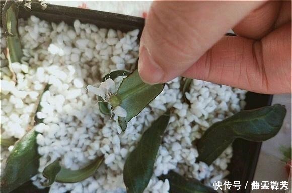 一种四季开花的花,用叶子都能“插活”,漂亮又好养,不养可惜了!