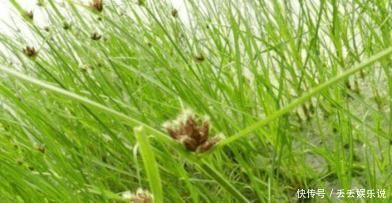 饮食积滞|农村一种草被称为“光棍草”，别嫌弃它，可谓全身都是宝！