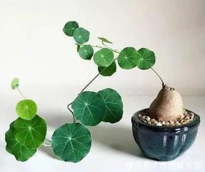 卢辉|5种好养的长寿之花,轻松就能养活,几十年都不死,早看早知道