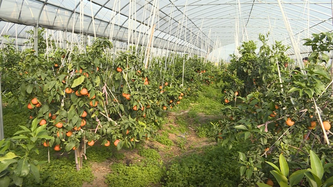 爱马仕|舌尖爆汁！橘子届的“爱马仕”进入采摘期，你千万别错过！