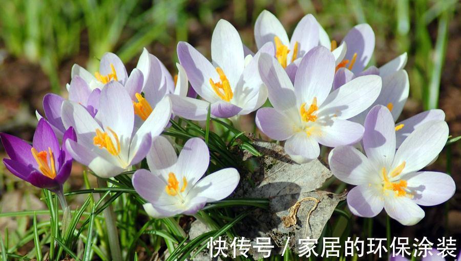 花卉|花卉比对,国兰与洋兰的区别,藏红花与番红花是一种吗?