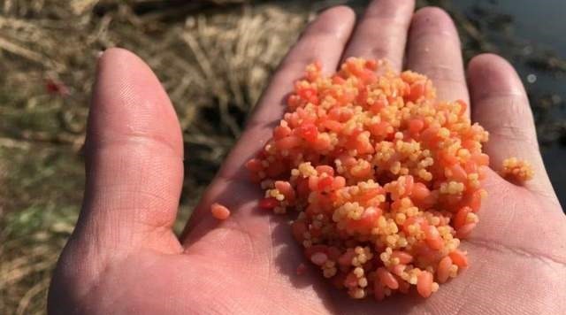 冬天|别觉得冬天气温低就不好钓鲫鱼,注意这几点,再冷的天也有鱼口