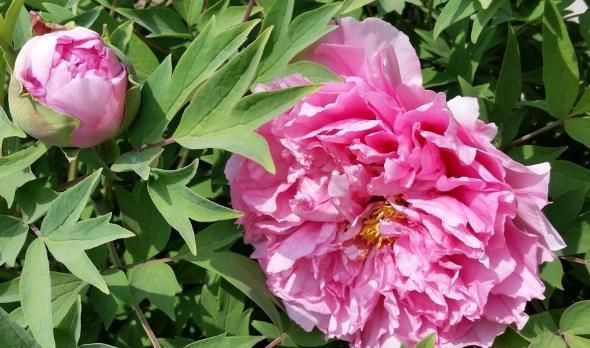 聪明人都养“3种绿植”,客厅养一盆旺财镇宅,关键还实用