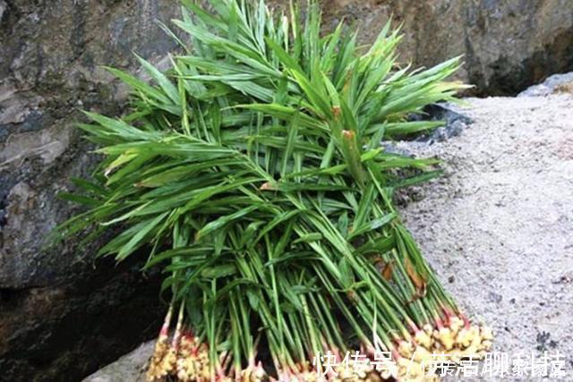 生姜|切2块“生姜”放盆里,15天后“冒小芽”,2个月成盆景,采挖一茬