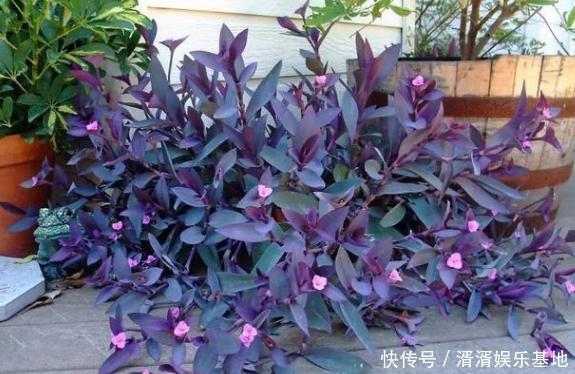 重视健康不喜欢运动在家养紫竹梅,注意3点净化作用明显