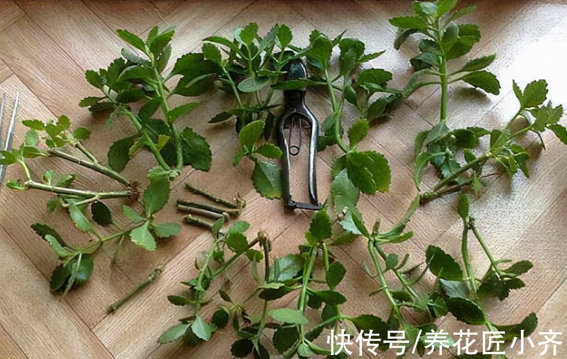 长寿花养成“花球”很简单,春季扦插一棵小苗,秋季就能开成花球