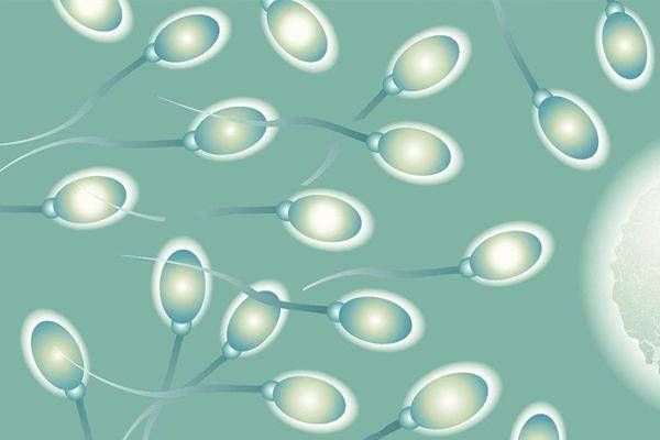 小蝌蚪|进入女性身体后,那些没能和卵子碰头的“小蝌蚪”,去了哪里