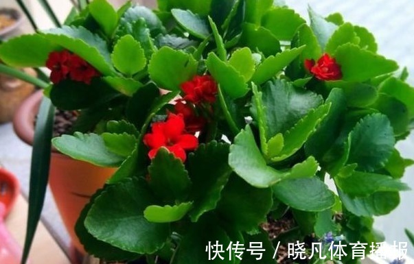 养花|喜欢养花,先戒掉7个坏习惯,不然啥花也养不好,你占了几个?