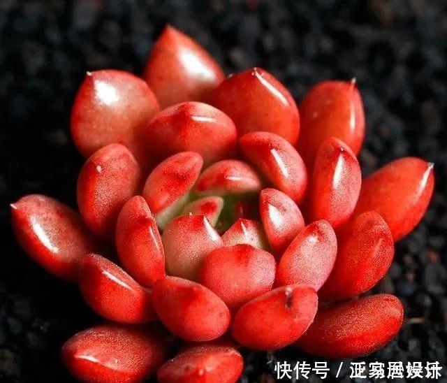 8款颜值奇高的多肉植物,第4盆最好养,第5盆好多人见了就想掐