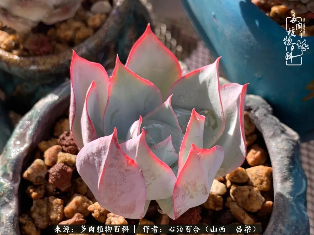 夏季的多肉,绿色才是主色调!努力呵护,期待绽放的那一刻!