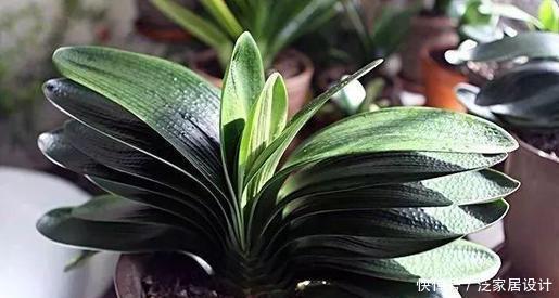 生长期|夏天养君子兰,发出“三信号”还在生长期,补充水肥绽放层叠群花