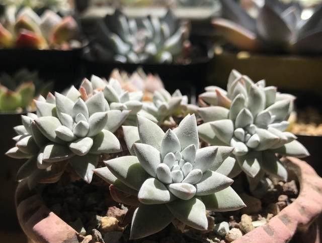 夏天来了,这些多肉最耐晒,度夏没问题,越养越肥厚