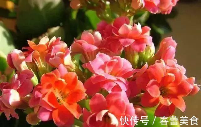 家人|最适合家人养的四种花，健康长寿又养心！
