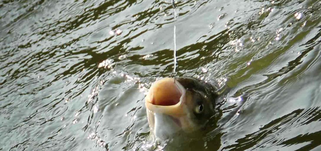 台钓钓鱼的时候,有什么办法让双钩同时中鱼办法是有,但不敢用