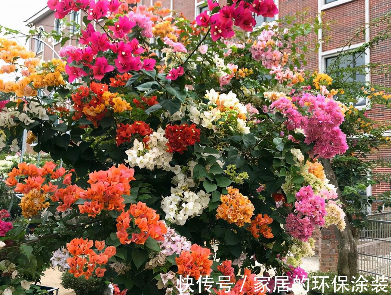 进入10月，建议扦插5种花，温度适宜利于生根，成活率直线上升