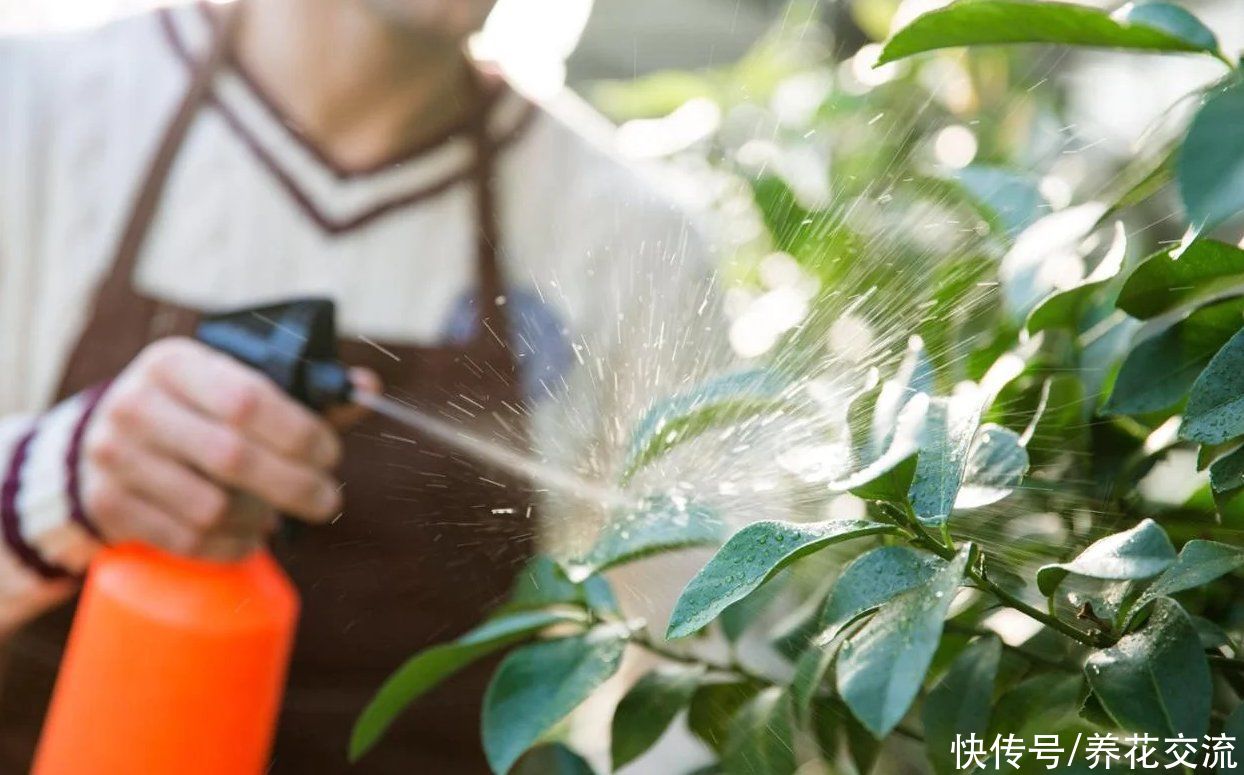 优缺点|养花别乱喷水，操作不当很容易导致根茎腐烂，喷水的优缺点分析