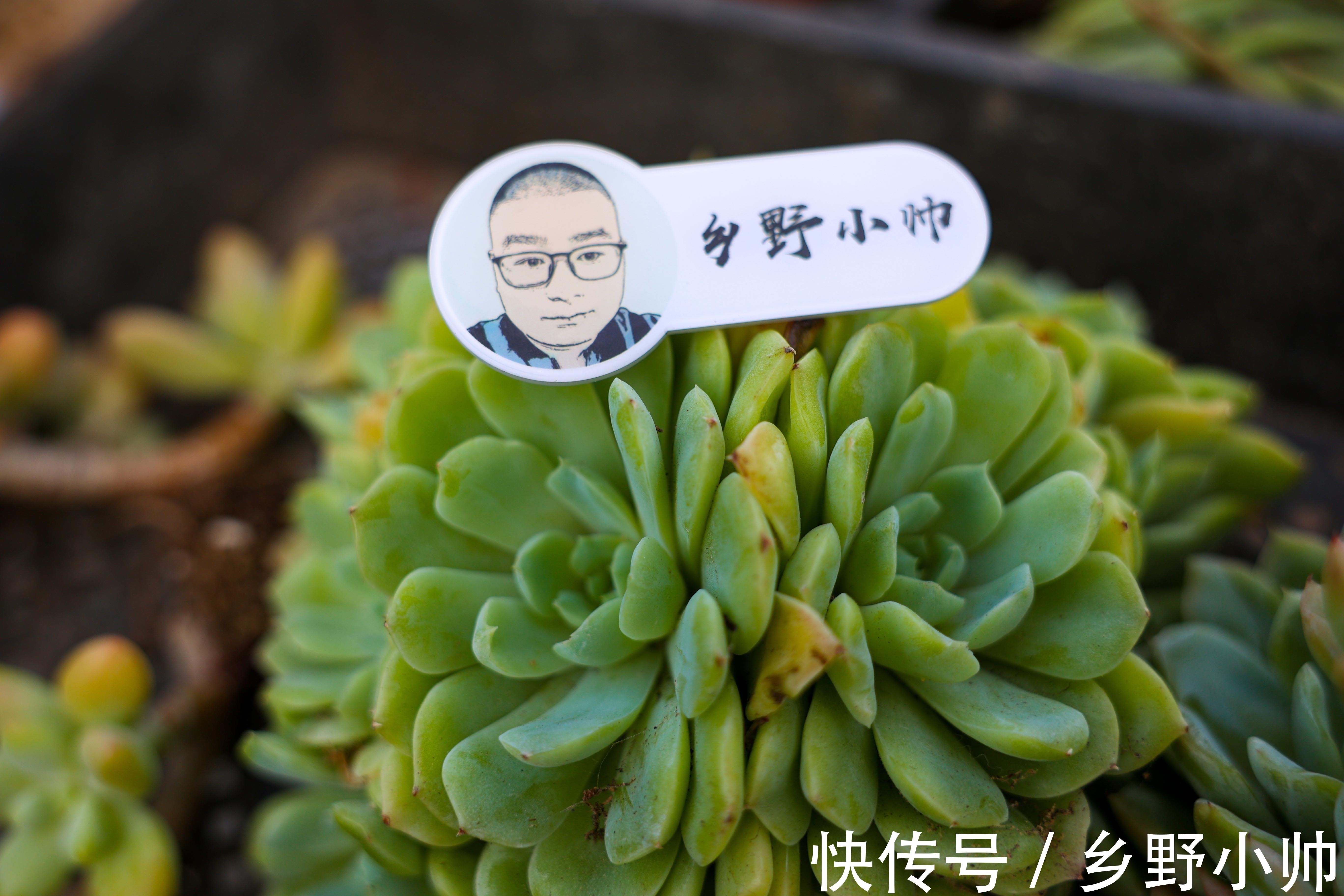 中秋节到了，小帅给大家介绍“祝福系”多肉，款款精品、值得拥有