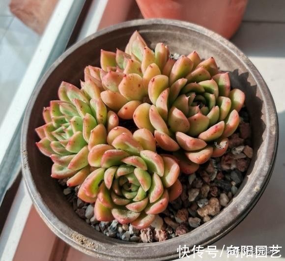 多肉之所以养不好,全在“水”上,“不会”浇水,直接烂根