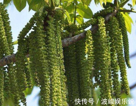 长寿菜|农村称它为“长寿菜”,是山区里的家常菜,晒干后城里68元一斤