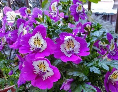 新手养花，不如养盆花中精品“甜蜜马车”，繁花爆盆，艳压群芳