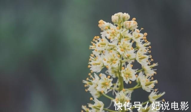 美好的生活|喜鹊登门，红鸾闪耀，财路大开，事业腾飞，余生不愁爱