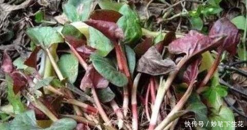 肾脏|公认四大“伤肾”食物,尤其最后一种,贪吃加速“肾透支”!