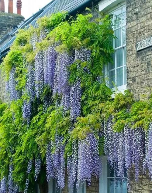 怪不得|怪不得老公把发财树扔了,现阳台流行种此花卉,香飘满屋更迷人