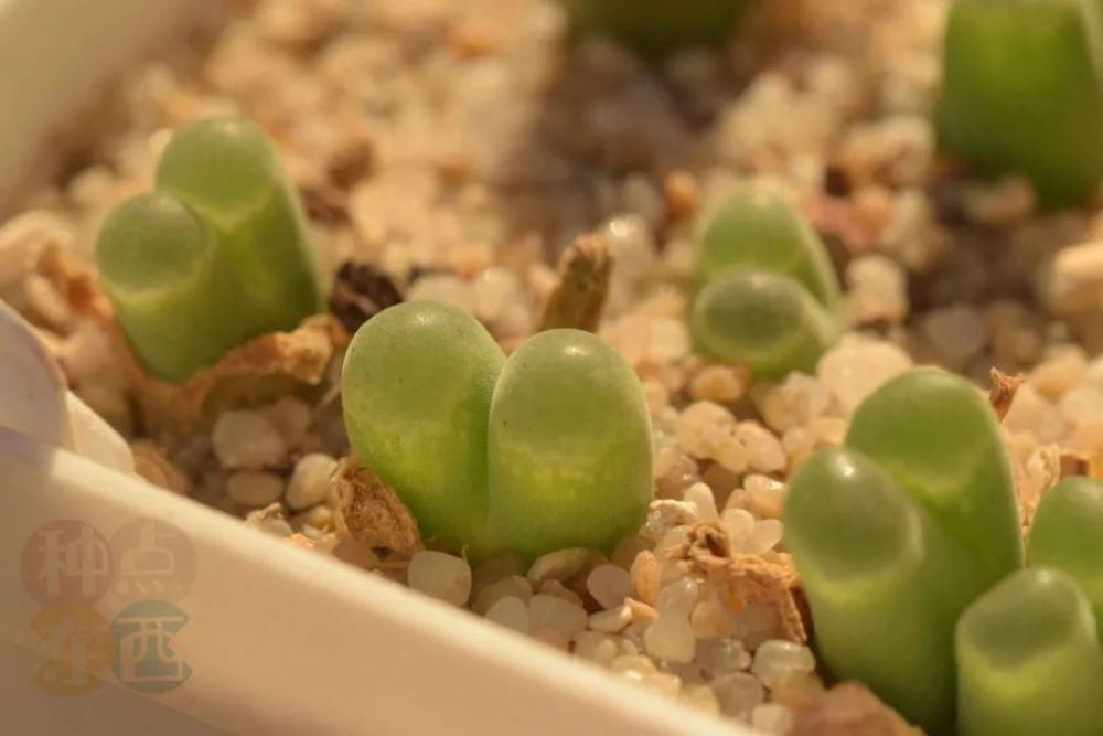  磁铁|磁铁风铃Conophytum Concordans