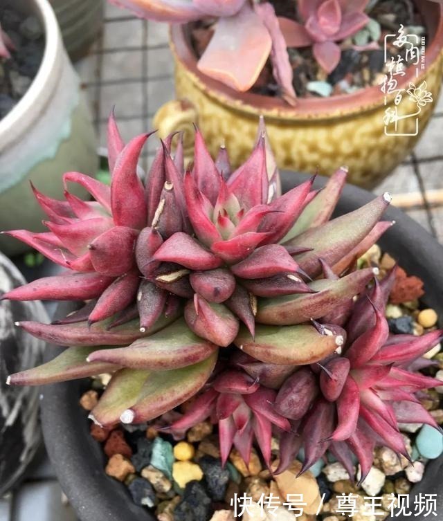 百科|养多肉三年多,初见惊鸿!累并快乐着!养多肉三年多,初见惊鸿!累并快乐着!