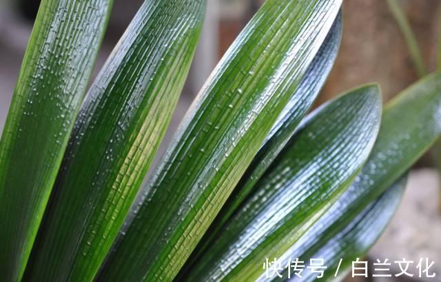 养花知识叫兰不是兰,花却美成仙,看看你家有几盆