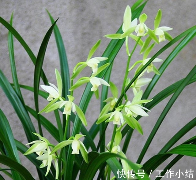 这款兰花,每年可以开花4次,比绿萝还好养,虽然便宜,但很高雅