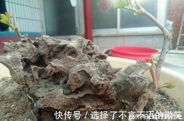 葡萄藤|老爸挖回一段“怪老藤”，养了小一年，爬到窗沿，挂了满墙果！